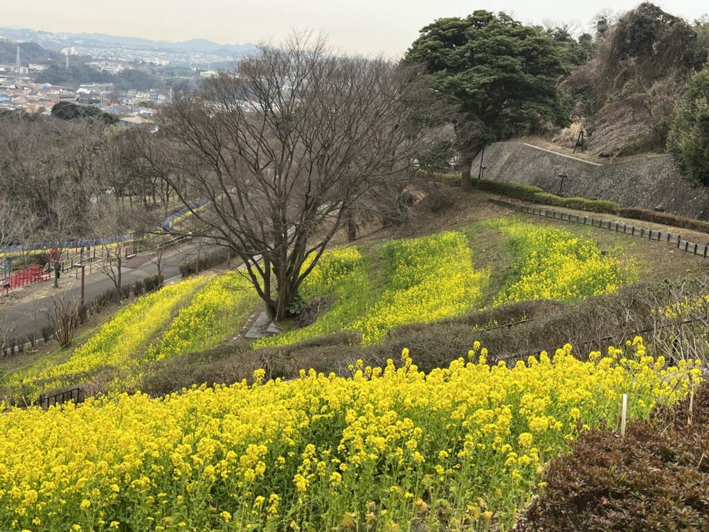 金沢自然公園　菜の花